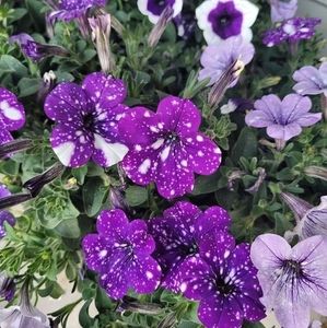 Meet your Posher, Tracie